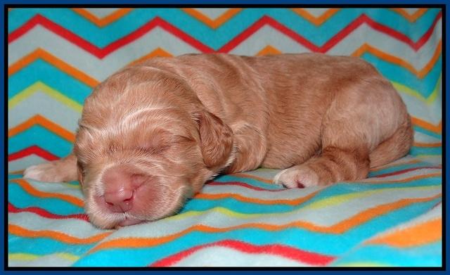 London Raki pups 1 wk old 21