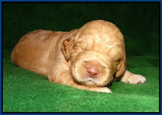 London Raki pups 2 wks old 21