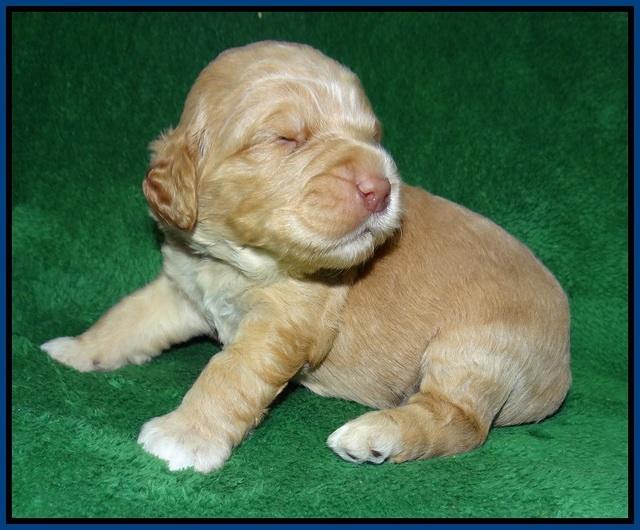London Raki pups 2 wks old 31