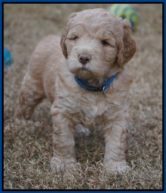 London Raki pups 5 wks old 4100