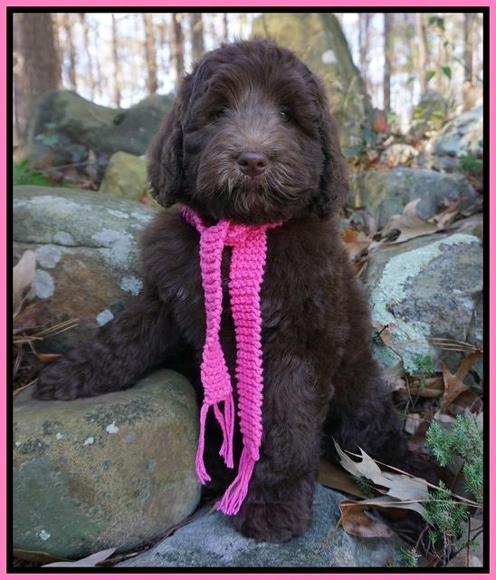 London Raki 8 wks old 1050