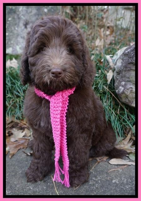 London Raki 8 wks old 750