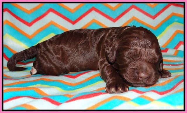 London Raki pups 1 wk old 31