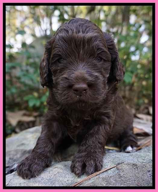 London Raki pups 3 wks old 201