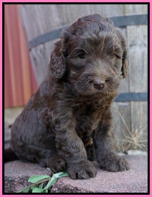London Raki pups 4 wks old 71