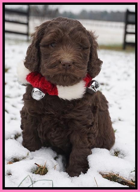 London Raki pups 6 wks old 31