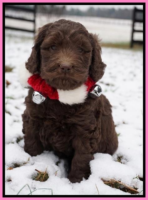 London Raki pups 6 wks old 41