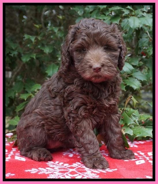 London Raki pups 7 wks old 61