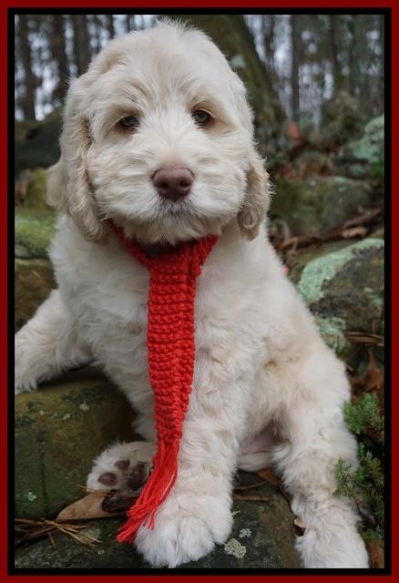 London Raki 8 wks old 21