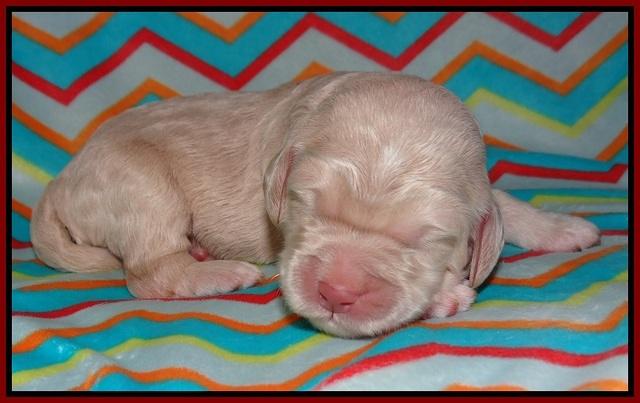 London Raki pups 1 wk old 51