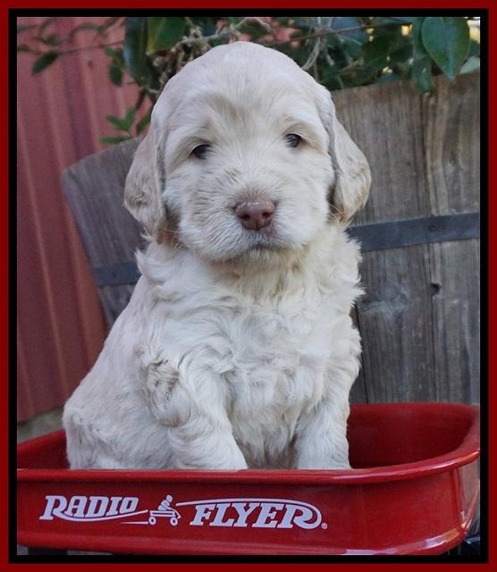 London Raki pups 4 wks old 101