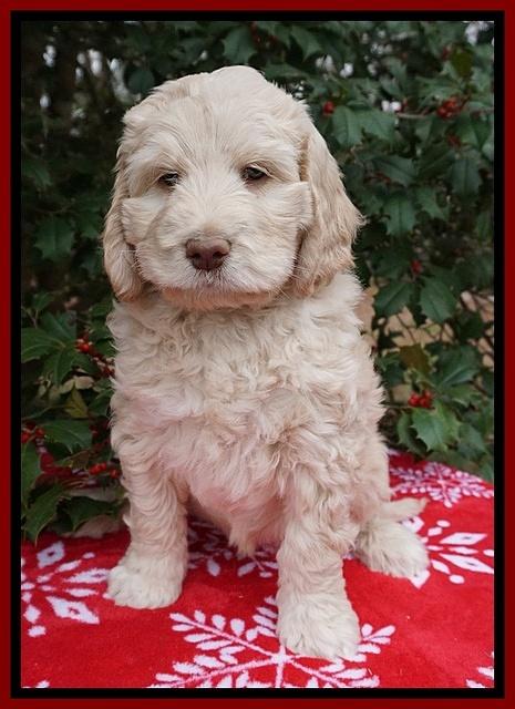 London Raki pups 7 wks old 71