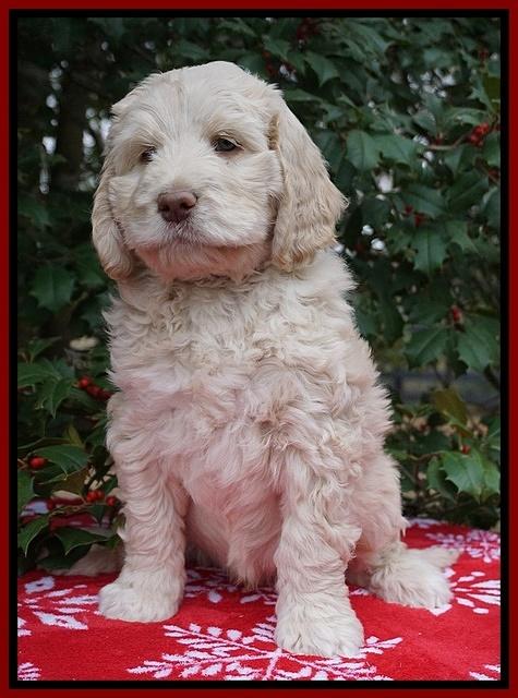 London Raki pups 7 wks old 81