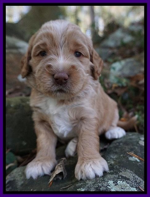 London Raki pups 3 wks old 71