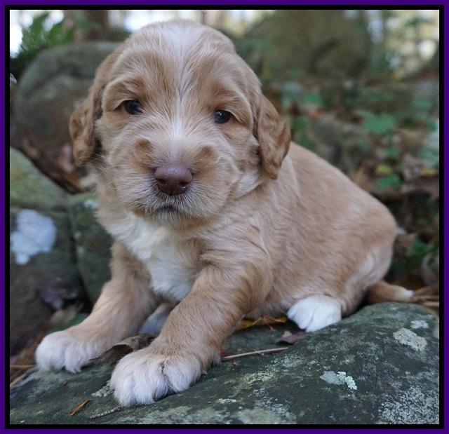 London Raki pups 3 wks old 91