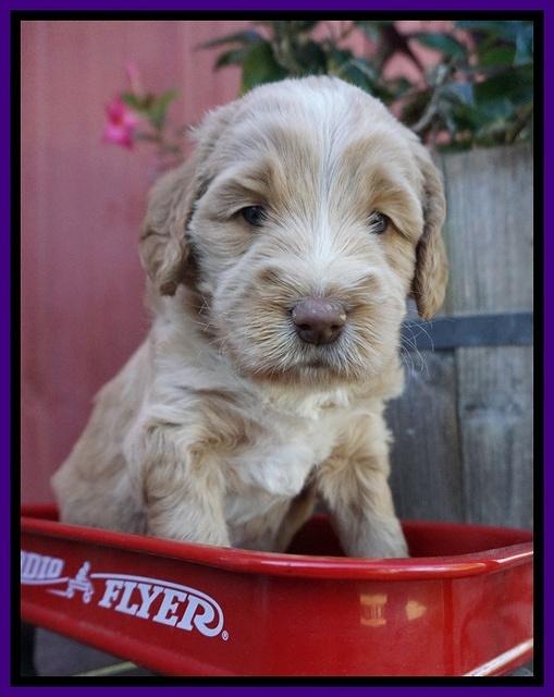 London Raki pups 4 wks old 111
