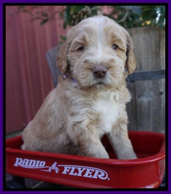 London Raki pups 4 wks old 121