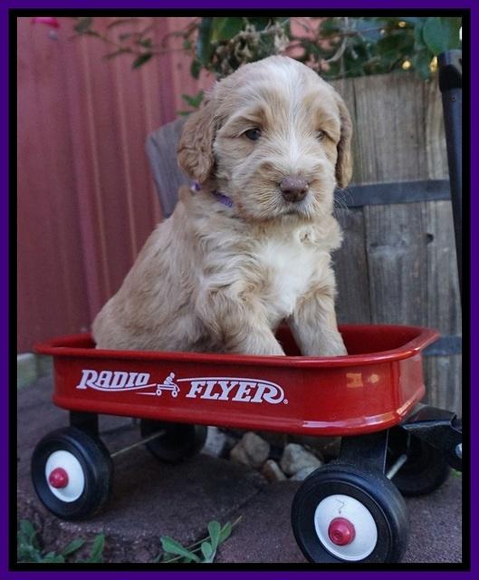 London Raki pups 4 wks old 131