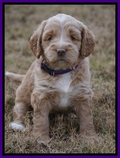 London Raki pups 5 wks old 15100