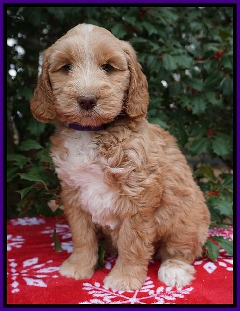 London Raki pups 7 wks old 111