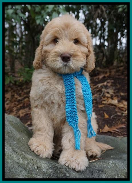 London Raki 8 wks old 101