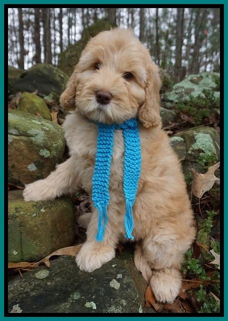 London Raki 8 wks old 81