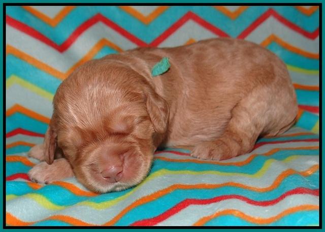 London Raki pups 1 wk old 101