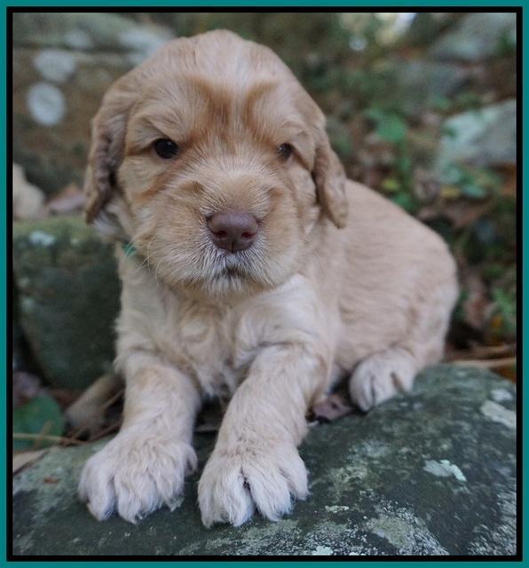 London Raki pups 3 wks old 111