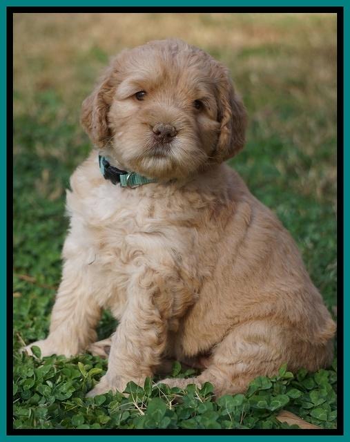 London Raki pups 5 wks old 19100
