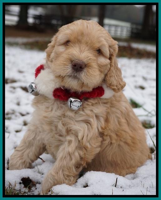 London Raki pups 6 wks old 131