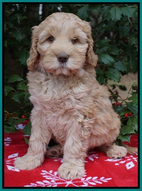 London Raki pups 7 wks old 161