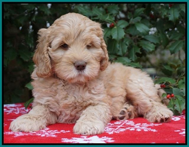 London Raki pups 7 wks old 171