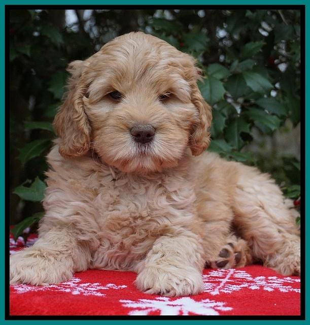 London Raki pups 7 wks old 181