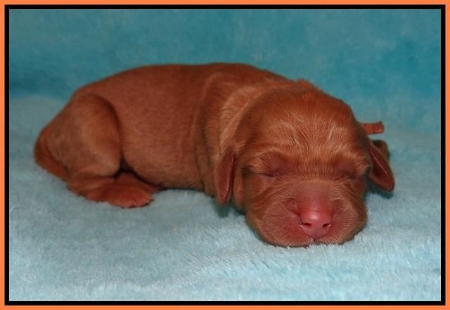 London Raki Newborn individuals 111