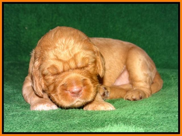 London Raki pups 2 wks old 141