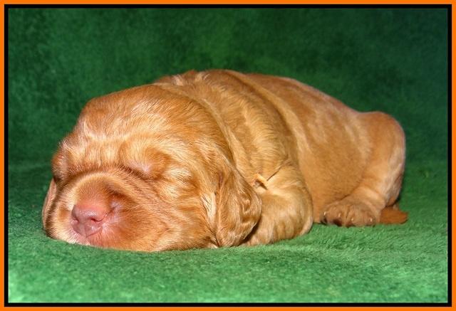 London Raki pups 2 wks old 151