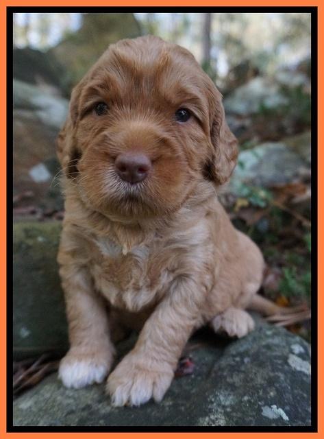 London Raki pups 3 wks old 141