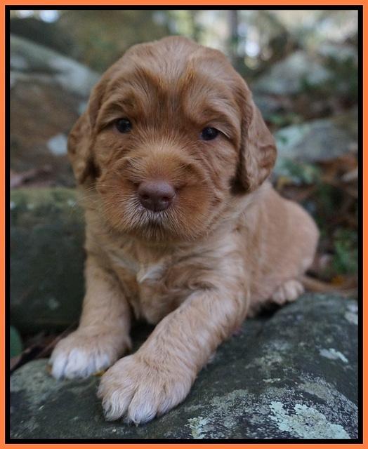 London Raki pups 3 wks old 161