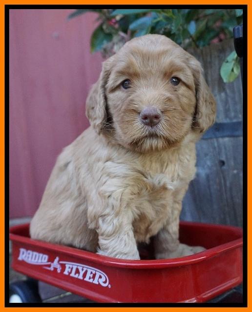 London Raki pups 4 wks old 181