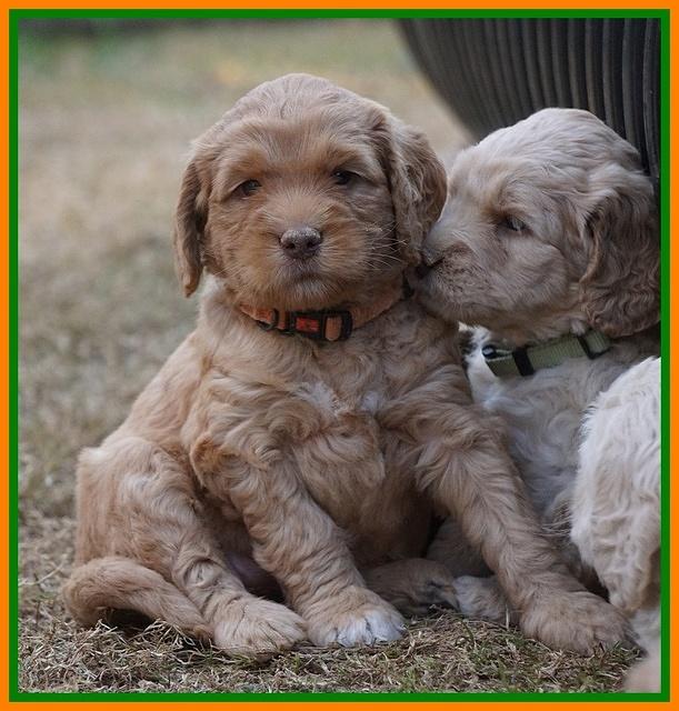 London Raki pups 5 wks old 23100