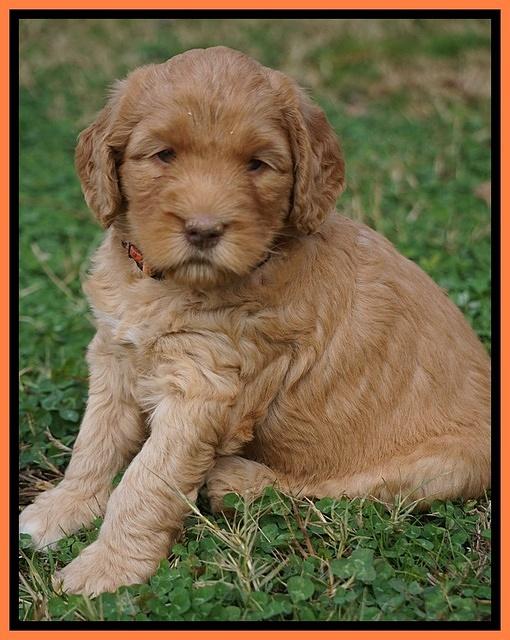 London Raki pups 5 wks old 25100