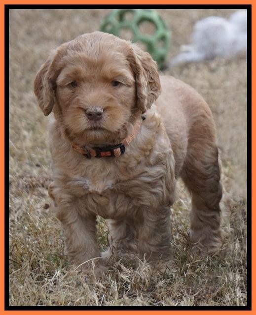 London Raki pups 5 wks old 26100