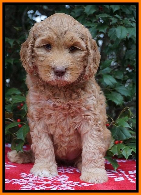 London Raki pups 7 wks old 131