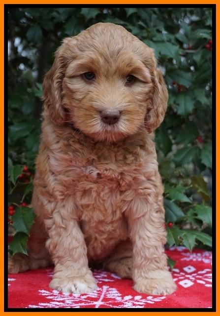 London Raki pups 7 wks old 141