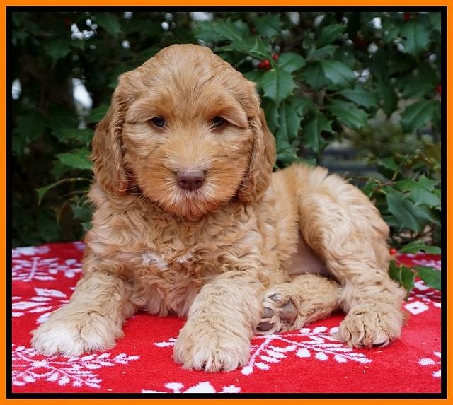 London Raki pups 7 wks old 151