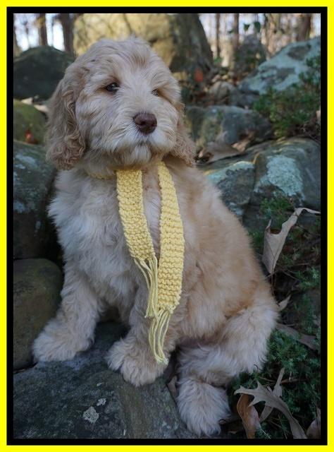 London Raki 8 wks old 450