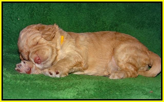 London Raki pups 2 wks old 191