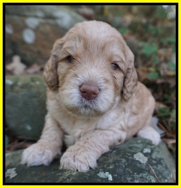 London Raki pups 3 wks old 231