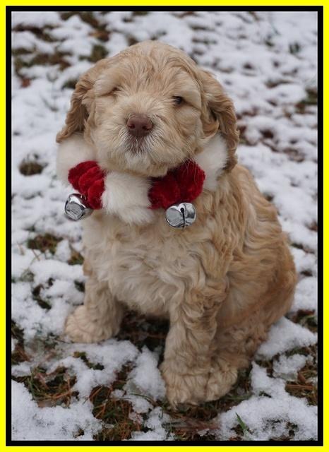 London Raki pups 6 wks old 221