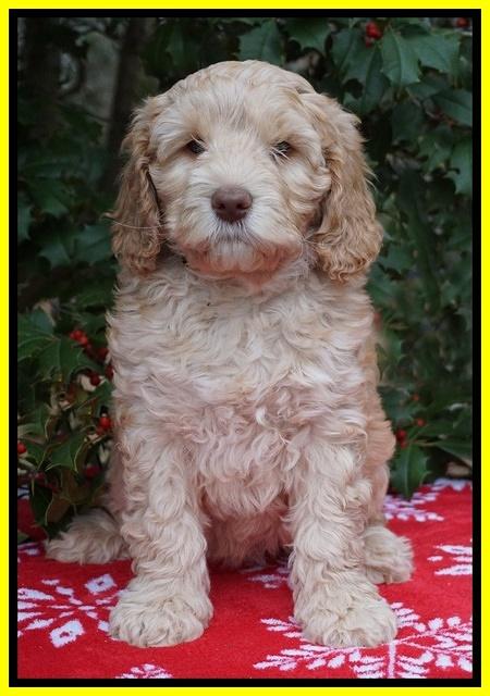 London Raki pups 7 wks old 231